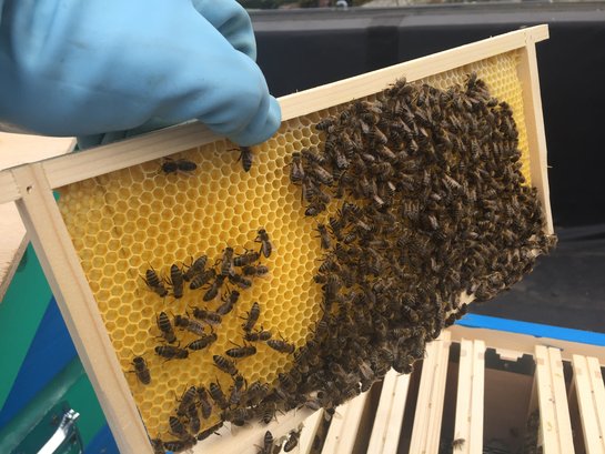 Op een nog lege honingraat zijn honderden bijen hard aan het werk.