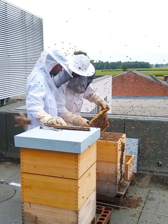 In een wolk van bijen verwijderen twee imkers de honingraten uit de bijenkast.