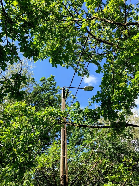 Takken van de boom komen in de buurt van de stroomleidingen