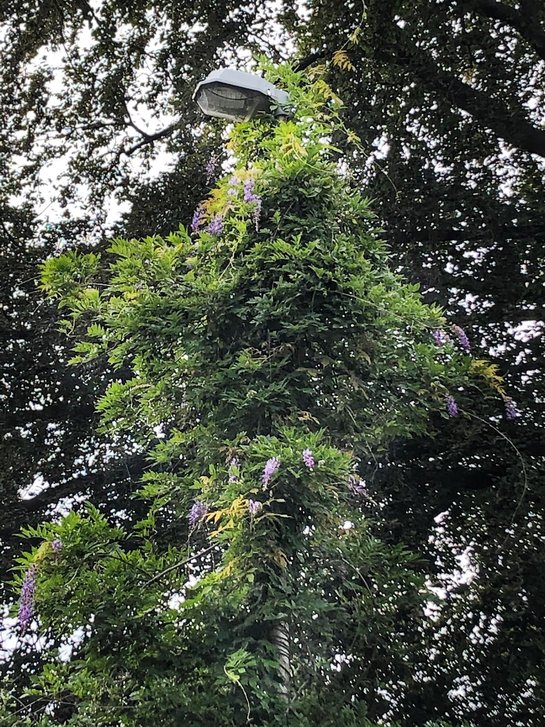 Klimop op de verlichtingspaal