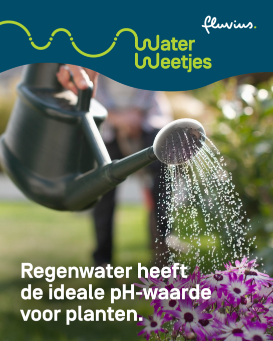 Regenwater heeft de ideale pH-waarde voor planten. Waterweetjes over bloemen en planten regenwater geven