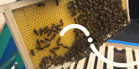 Fluvius zorgt voor dieren - bijen zorgen voor honing