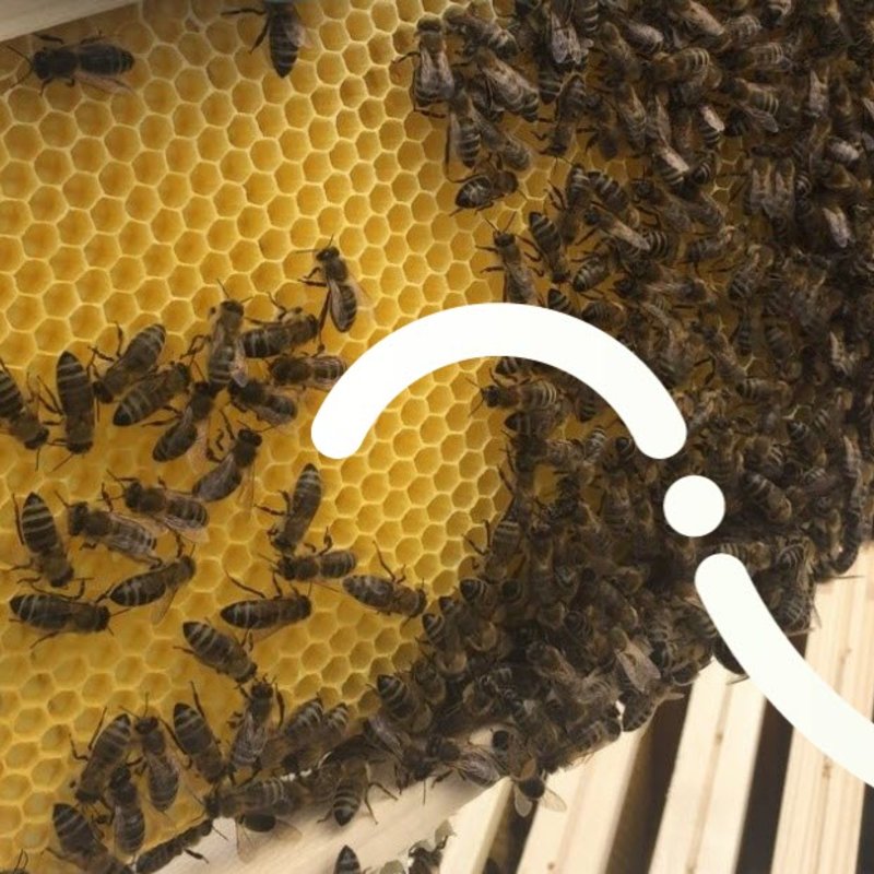 Fluvius zorgt voor dieren - bijen zorgen voor honing